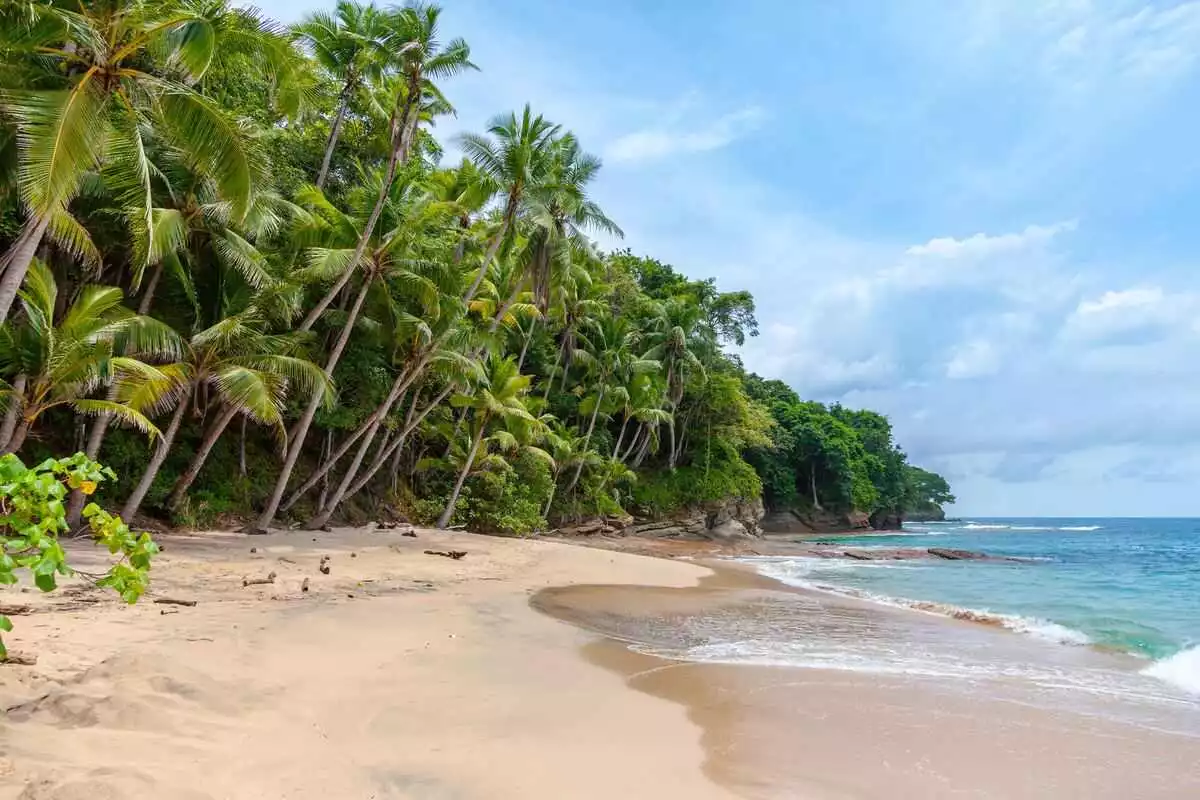 Pantai berpasir putih dengan deretan pohon kelapa yang miring ke arah laut